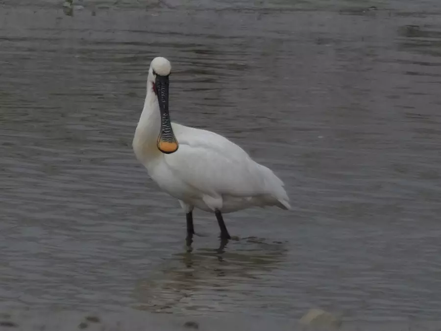 Spoonbill